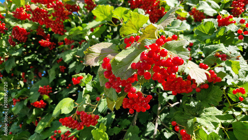 Cuadro en lienzo Ripe red viburnum berries close-up, harvest, natural vitamins, autumn nature