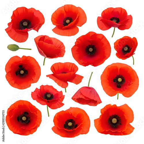 Red poppies arranged in scattered pattern