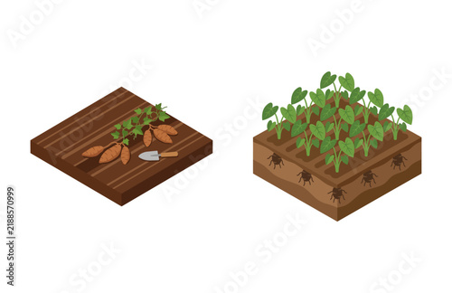 Isometric Illustration Set of Sweet Potato and Taro Cultivation in Garden Soil Beds