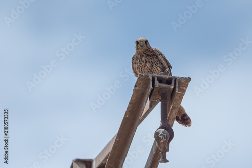 Cuadro en lienzo Common kestrel (Falco tinnunculus) perched high on metal structure in Marjal del