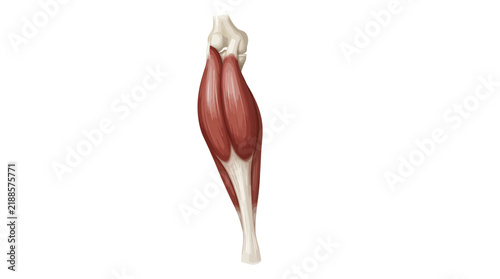Anatomical vector illustration of human gastrocnemius calf muscle