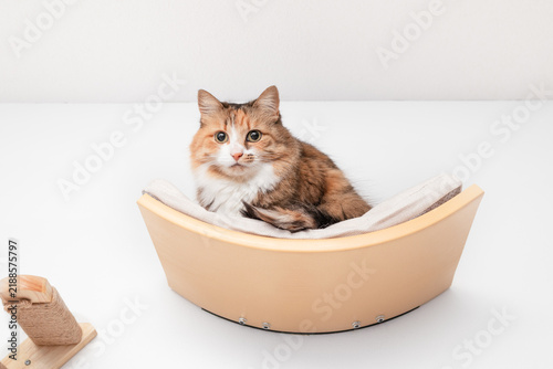 Cat on cat shelf or perch. Cat resting, hanging out or perching on wall mounted floating shelf on white wall. Indoor pet furniture providing a safe space. Long hair female cat. Selective focus.