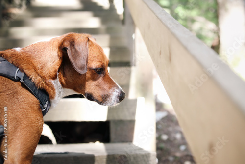 Dog on wooden stairs in park, looking at something with focus. Side view of dog going up a staircase during trail hike. Recreational outdoor activity with dog. Female harrier dog. Selective focus.