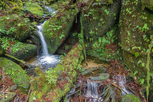 a moss-covered stream with a small waterfall, which flows through the damp moss forest in Yakusugi Land nature park