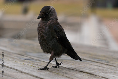 Cuadro en lienzo schwarze Dohle