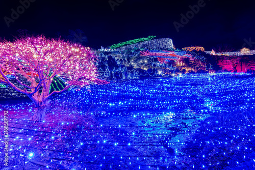 Fototapeta まんのう公園のイルミネーション 冬