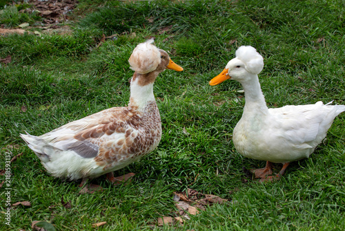 A pair of Bashkir crested ducks on a background of green grass on a bright sunny day. Ani-mals, birds, ornithology, ecology.