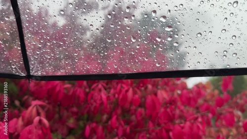 Close-up of water drops running down a transparent umbrella with beautiful blurred red autumn leaves and rainy city park background