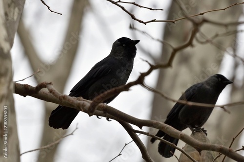 Fotografía Jackdaw birds on a branch