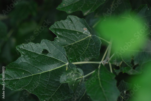 Konstfotografi Populus alba