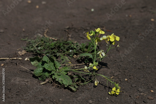 Fotografía Wild Radish blooming with pale yellow flowers and distinctive purple veining, Ra