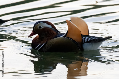 Fotografie duck in the water