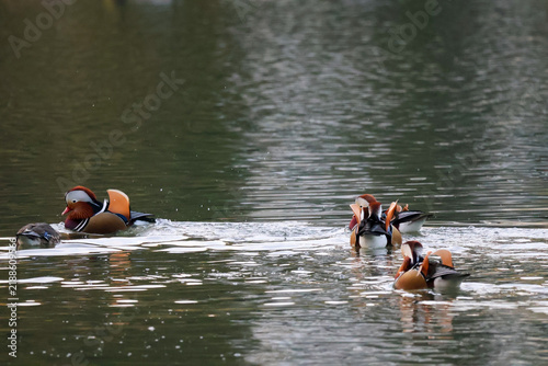ducks in the water