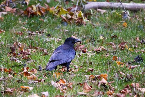 crow on the grass