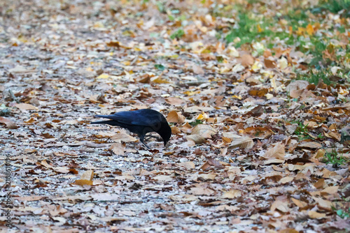 crow on the beach