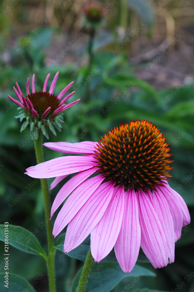 Fototapeta premium Pink flower close up, beautiful blooming flowers summer concept