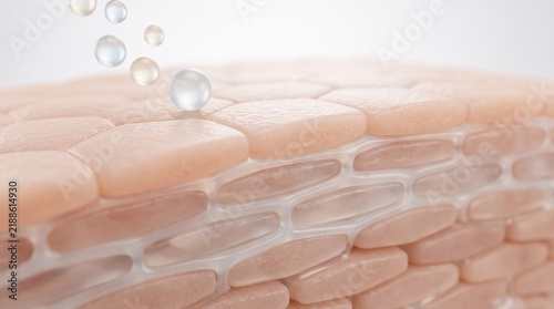 Lipid Barrier Support in Healthy Skin