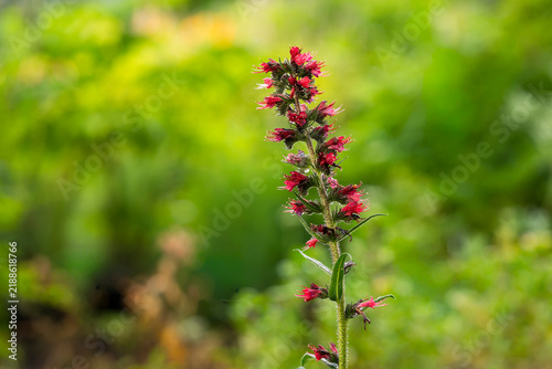 Photography Pontechium maculatum, Russian bugloss or red-flowered viper’s bugloss, a biennial of the borage family with an upright, bristly stem and a dense spike of dark red, narrowly funnel-shaped flowers