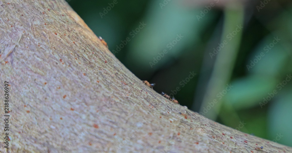 Obraz premium Weaver ants Oecophylla smaragdina crawling on tree bark, tropical forest environment, macro wildlife behavior, nature documentary , slow motion.