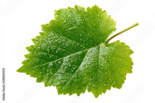 Fresh green grape leaf with drops