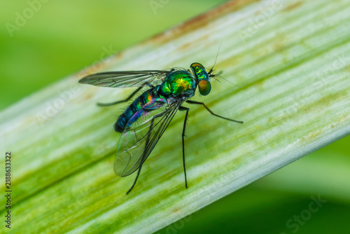Obraz na płótnie Green Bottle Fly