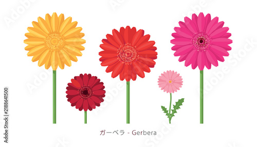 Canvastavla PrintBeautiful colorful gerbera daisy flowers vector illustration collection wit