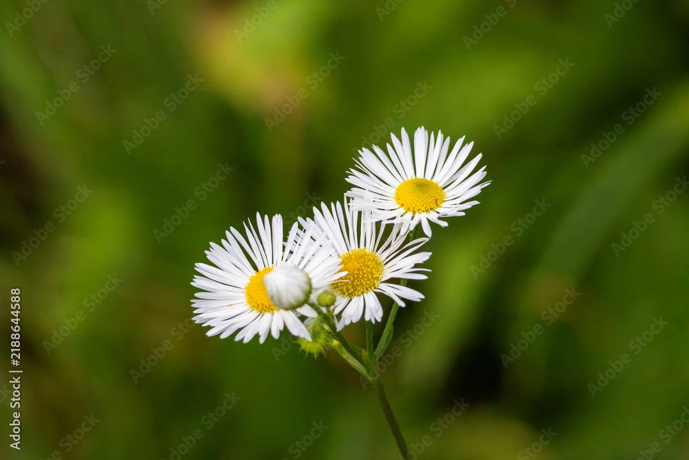Fototapeta premium daisy in the grass