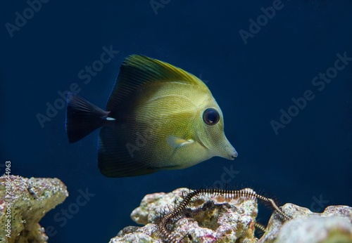Plakat Zebrasoma scopas