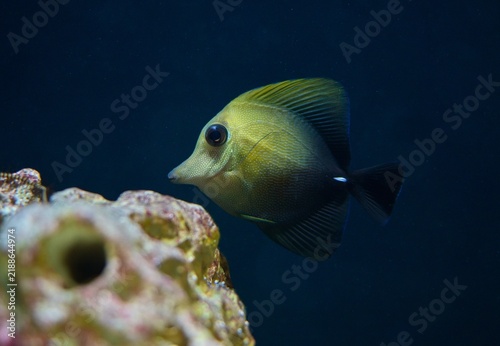 Plakat Zebrasoma scopas