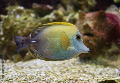 Plakat Zebrasoma scopas