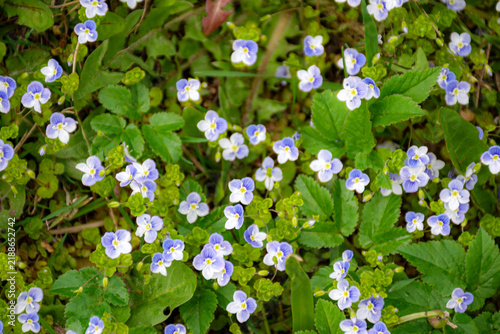 A colorful spring landscape featuring charming early spring flowers in various hues, the first greenery of the season,