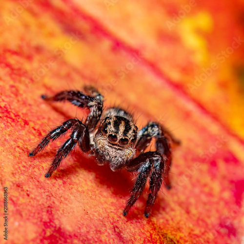 Foto Jumping spider
