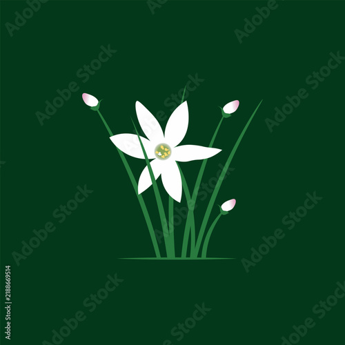 White Rain Lily Flower Minimalist Flat Vector