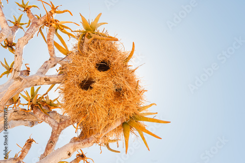 Sociable Weaver communal nest in a quiver tree against blue sky in Namibia