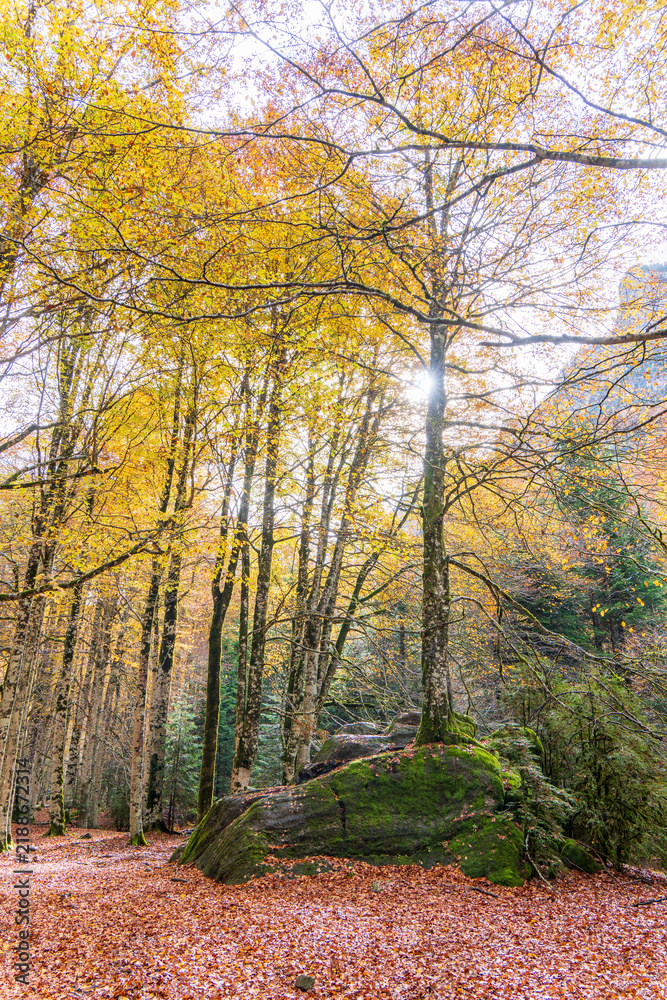 Fototapeta premium Autumn fall forest with yellow trees Ordesa national park Huesca Aragon Spain