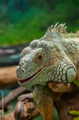 Bild auf Leinwand A large green iguana perched on branches in a tropical terrarium