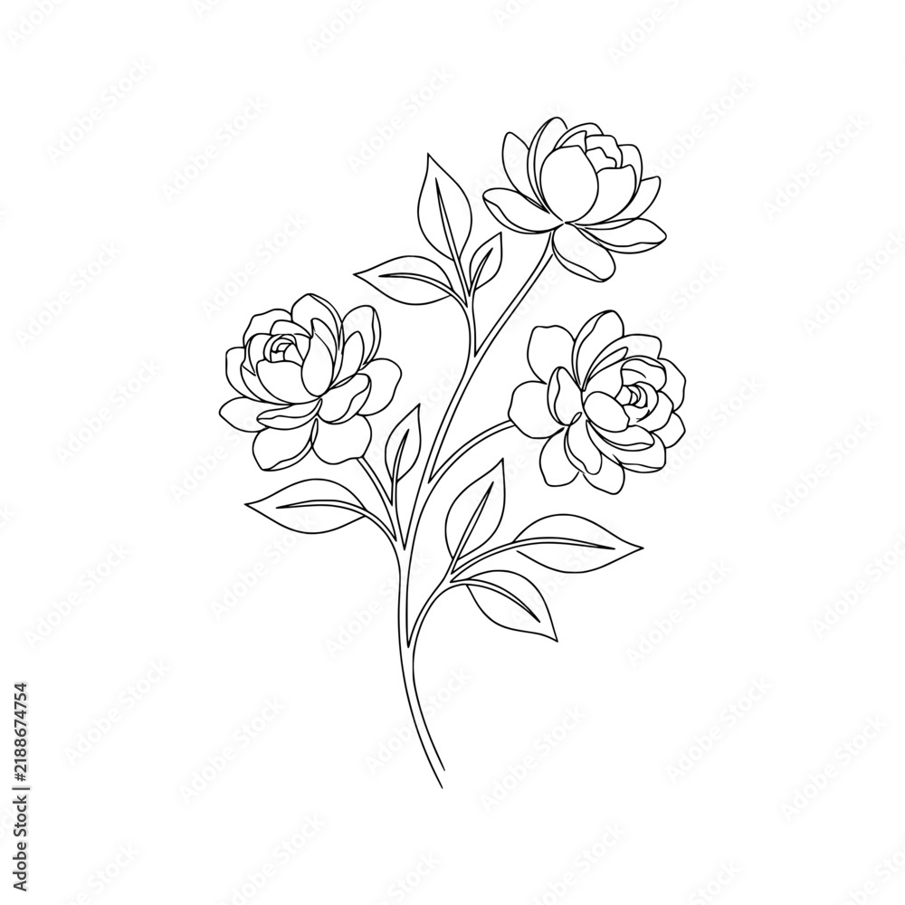 Obraz premium Beautiful blooming jasmine flower branch with leaves hand drawn black and white line art sketch