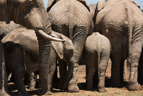 Fotografía African elephant calf sheltered among adult elephants in a herd at Addo Elephant