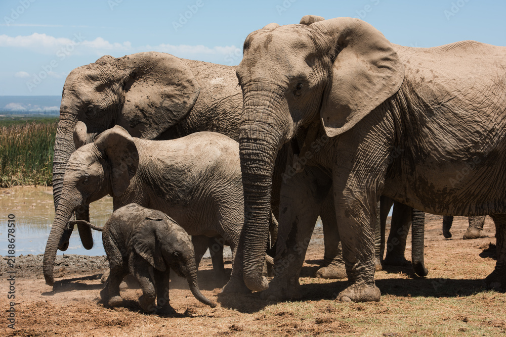 Fototapeta premium African elephant calf walking with family herd at Addo Elephant National Park, South Africa