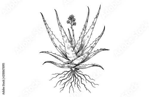 Aloe vera plant with roots illustration
