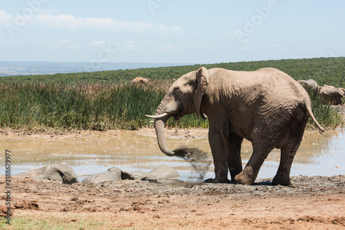 Принти на полотні African elephant throwing mud with its trunk beside a waterhole in South Africa