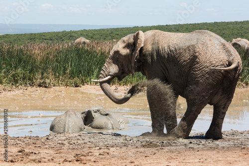 Fotografie African elephant spraying mud over its body beside a waterhole with bathing elep