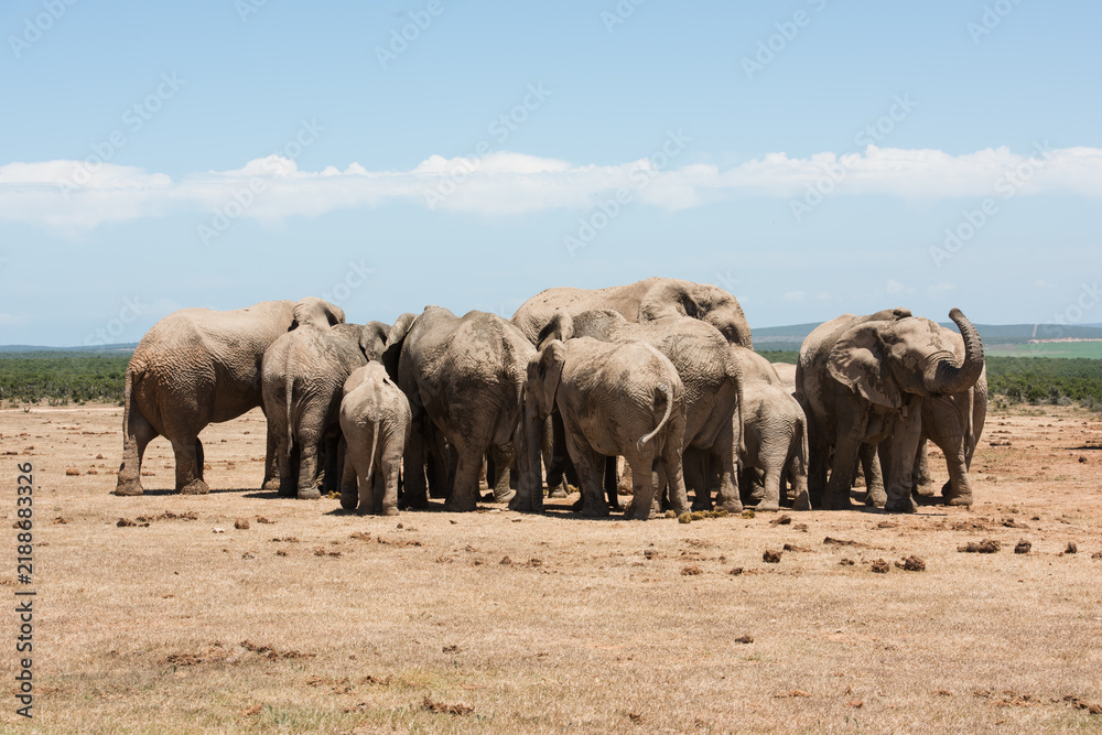 Obraz premium Herd of African elephants with calves gathered together in Addo Elephant National Park