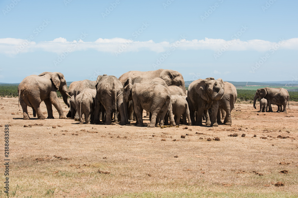 Obraz premium Large herd of African elephants with calves gathered on open dry grassland in Addo National Park