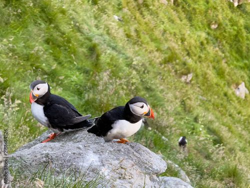 Bild auf Leinwand Pair of Atlantic puffins on a boulder on Runde island, Norway