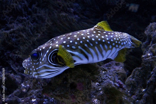 Plakat White-spotted puffer