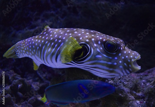 Plakat White-spotted puffer