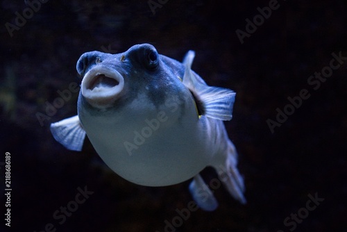 Plakat White-spotted puffer