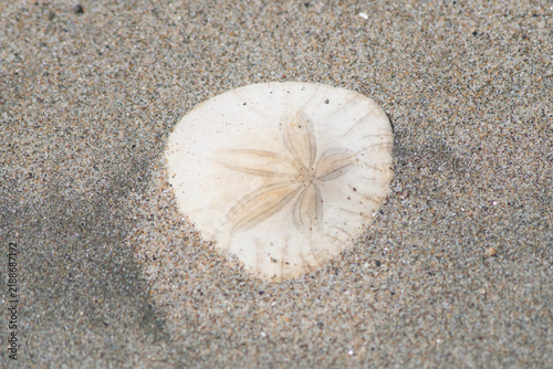 Sand dollar on the beach