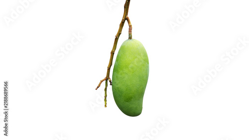 Bild auf Leinwand A single green mango hanging from a branch against white background with hanging